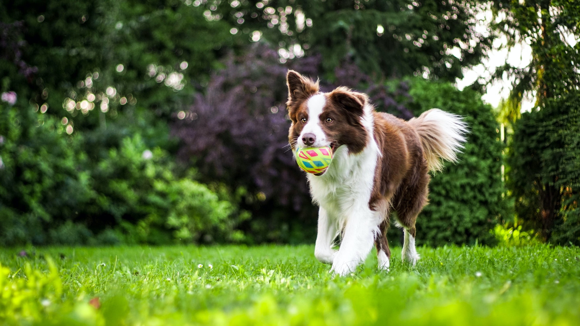 What Are The Key Tips To Train A Puppy