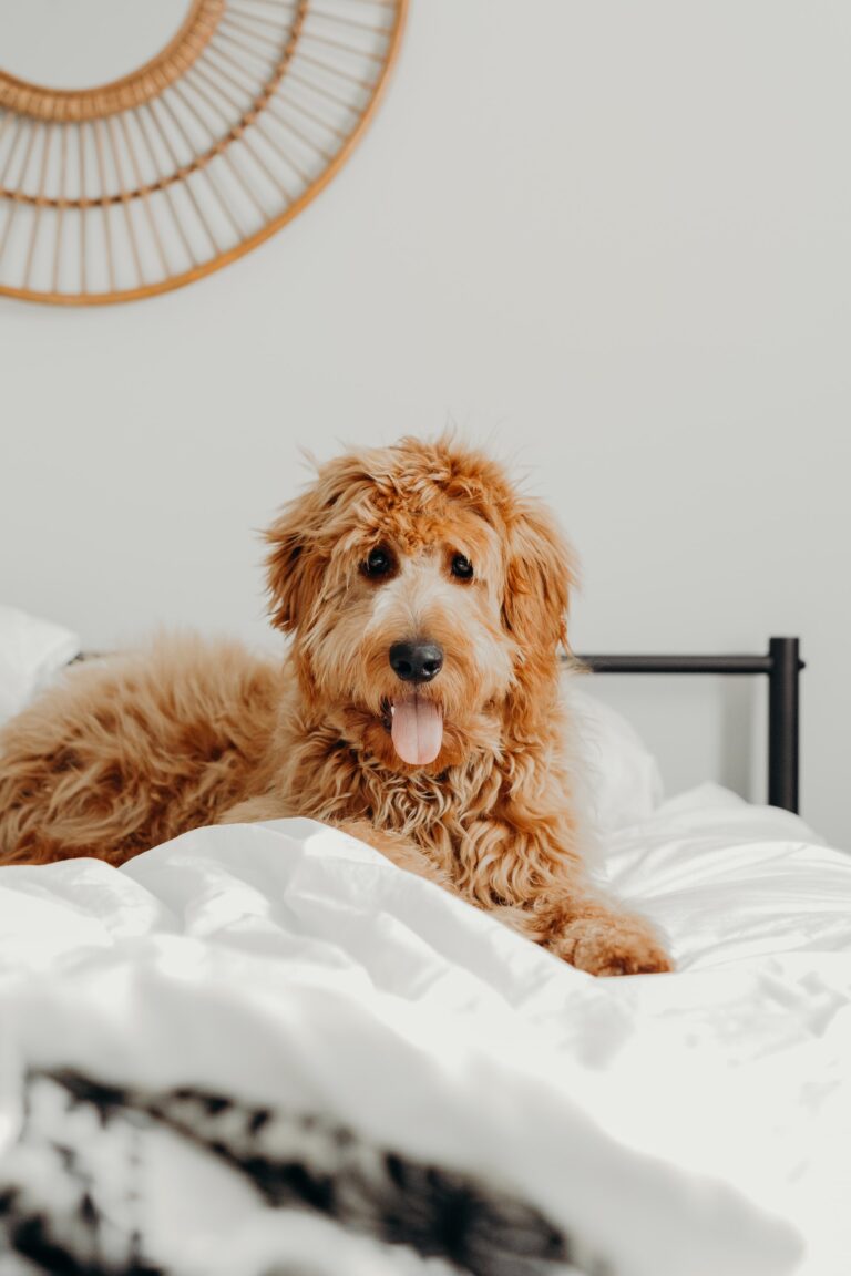There is a Goldendoodle size to suit all desires