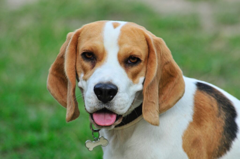 pet, dog, animals, beagle