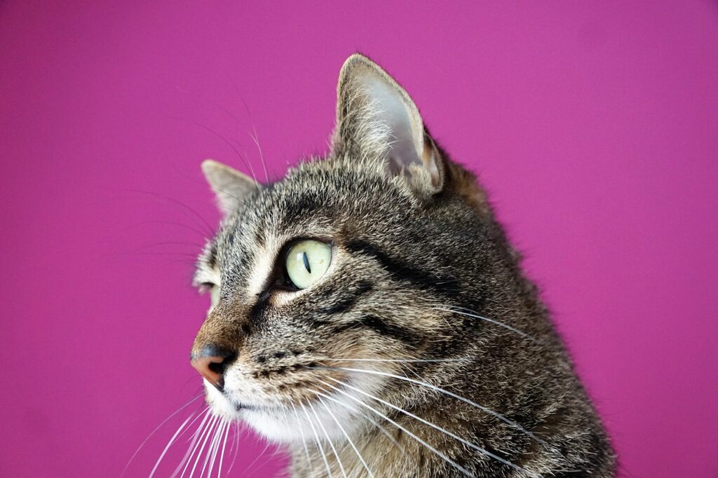 cat, puss, animals-2356025.jpg