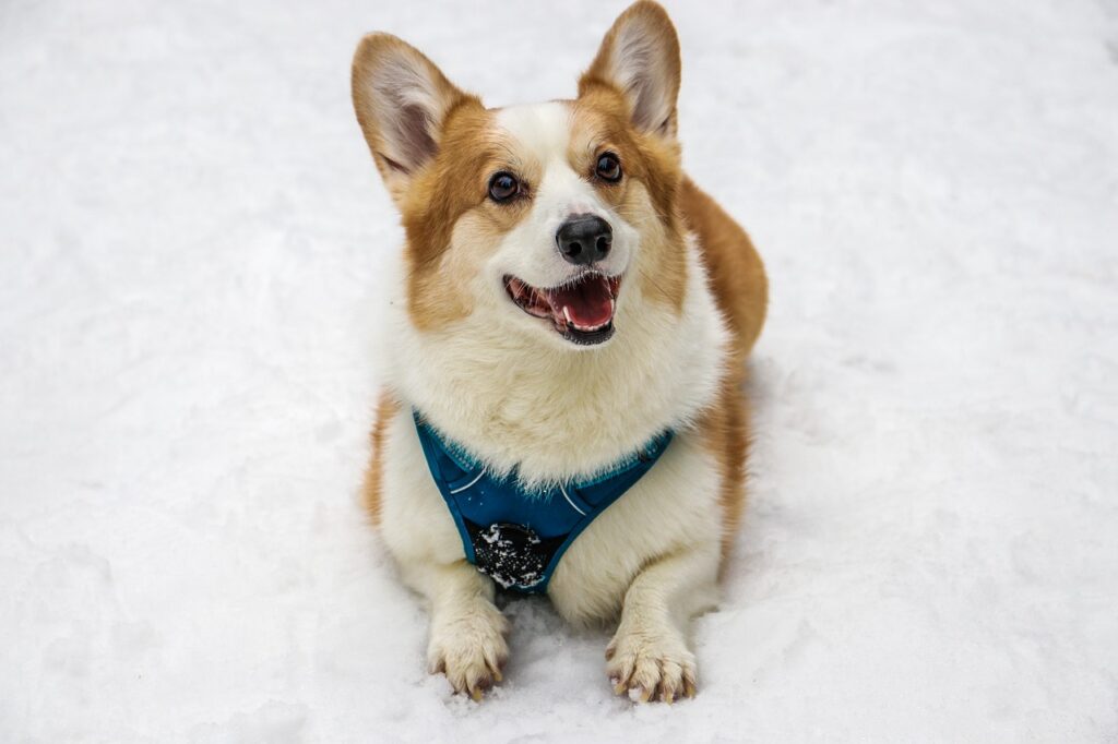 corgi, dog, taiwan-3697186.jpg