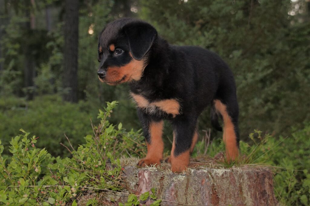 Are Rottweilers good with kids
