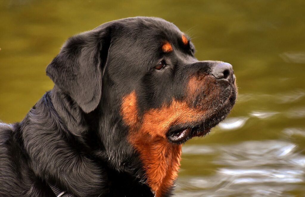 Are Rottweilers good with kids