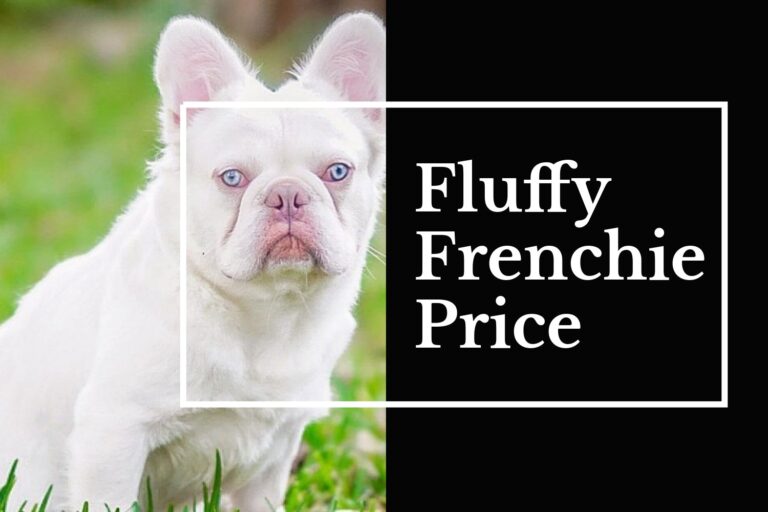 How Much Are Fluffy French Bulldogs: Fluffy Frenchie Price