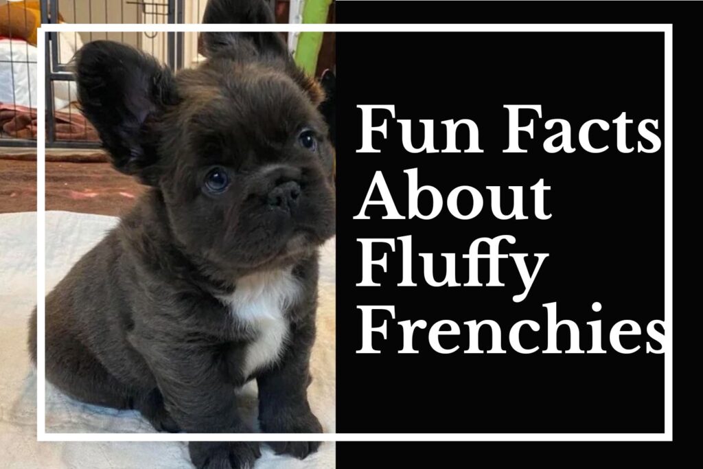 Fluffy French Bulldogs