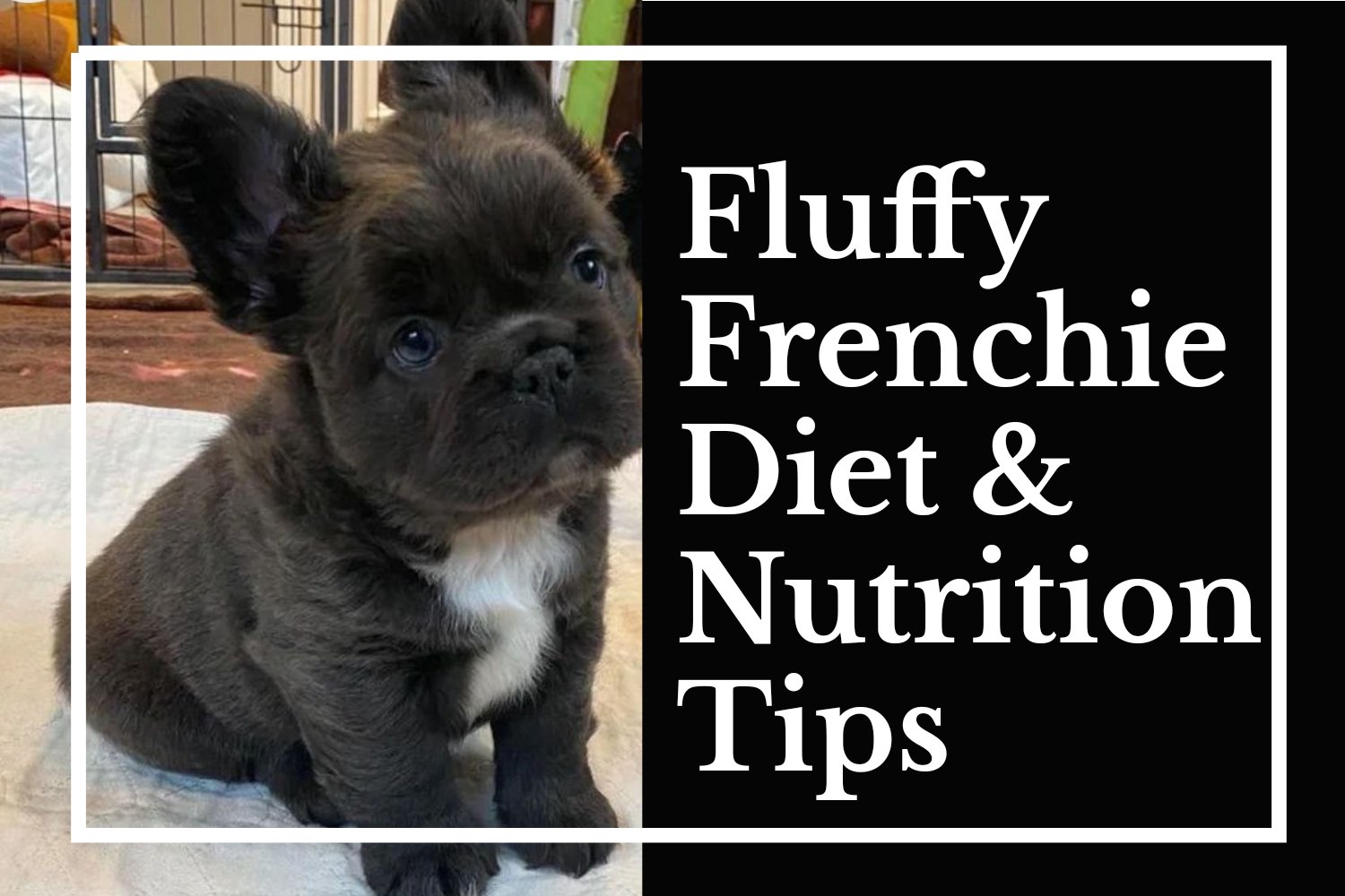 Fluffy Frenchie Diet & Nutrition Tips