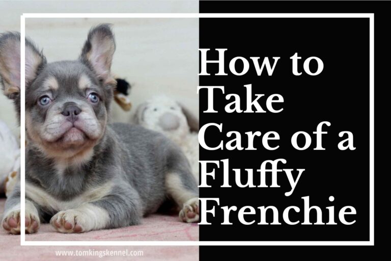 How to Take Care of a Fluffy Frenchie Puppy