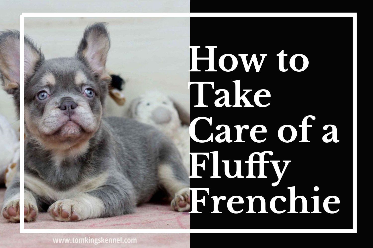 How To Take Care Of A Fluffy Frenchie
