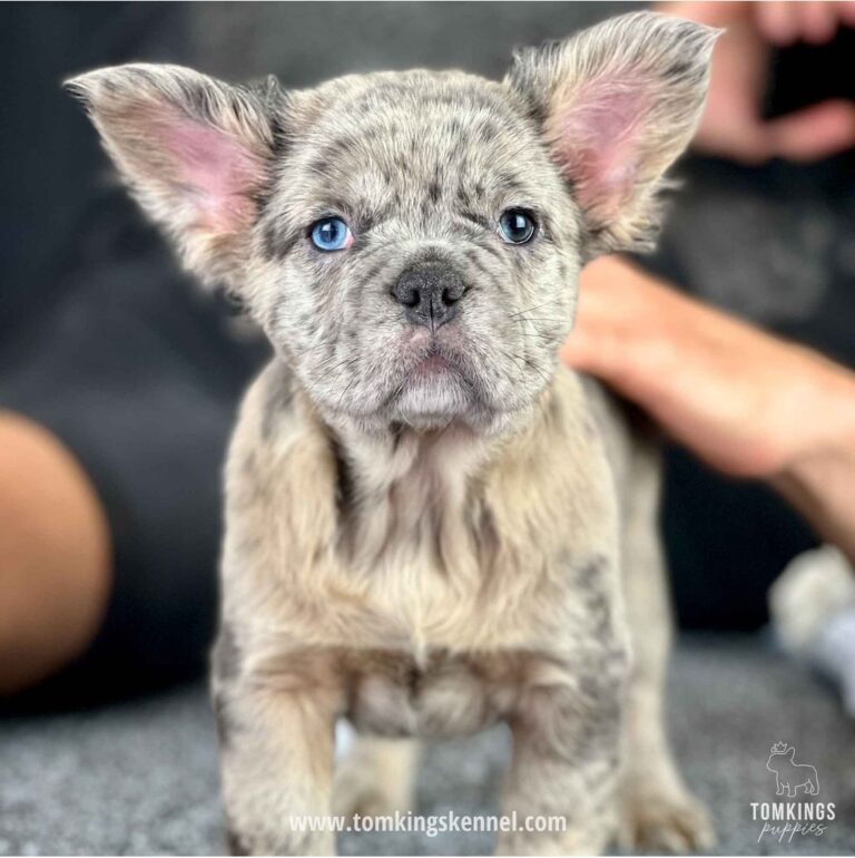 Ultimate Guide on Fluffy Frenchie: Breed Profile and Information