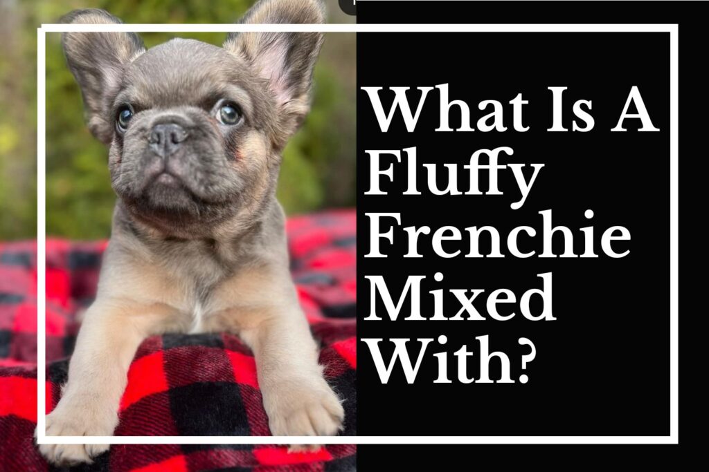 What Is A Fluffy Frenchie Mixed With