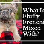 What Is A Fluffy Frenchie Mixed With