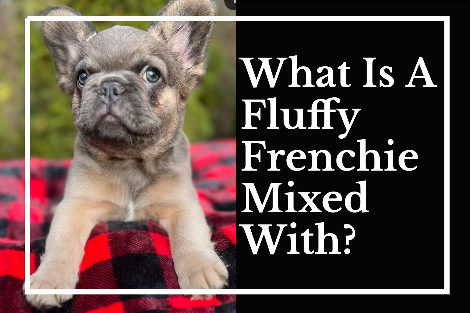 What Is A Fluffy Frenchie Mixed With