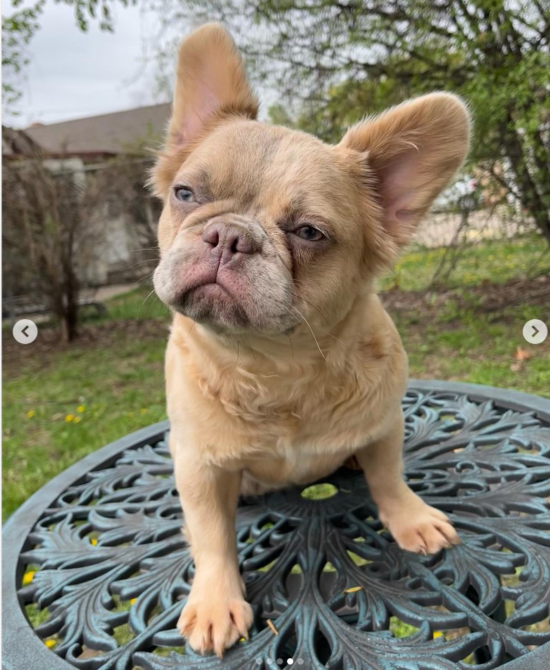 Full Grown Fluffy Frenchie